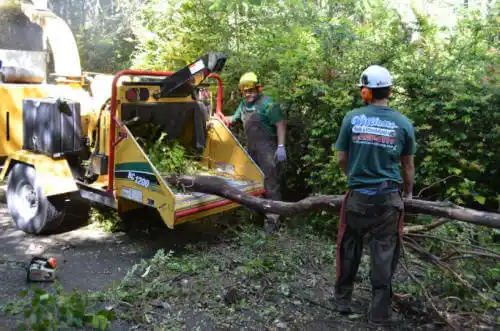 tree services Manchester